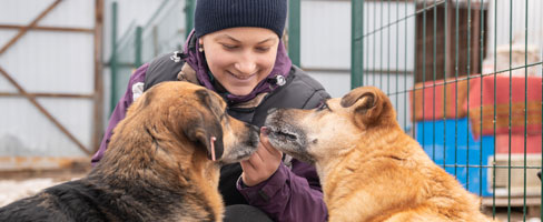 Animal Shelter